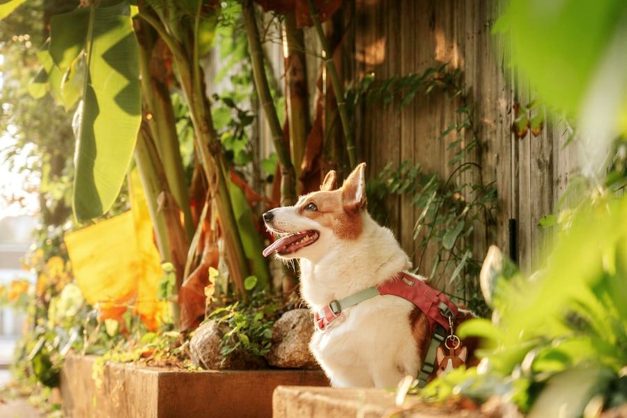 Spazi Pet-Friendly, Sicuri e Funzionali